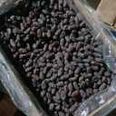 Darskar dates trading, supply and sale of Pyaram and specialty dates in Haji Abad, Hormozgan