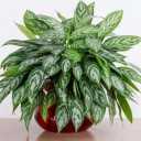 Flower and pot greenhouse 97, production and sale of apartment flowers and cactus in Langrod
