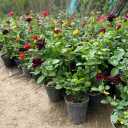 Omidian Nursery, production and sale of all kinds of flowers and plants in Sosangerd, Khuzestan