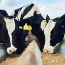 Sajjad Animal Feed, production and sale of livestock products in Qazvin
