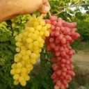 Moradi nursery, sale of grape seedlings in Kashmer Khorasan Razavi