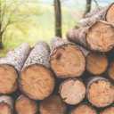 Sugar workshop, buying and selling eucalyptus and willow wood in Mazandaran