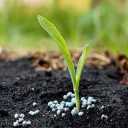 Elva Gol agricultural services, sales of organic and biological fertilizers in Lamard