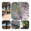 Nakhlestan Sadat complex, sale and distribution of palm leaves in Khuzestan