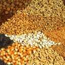 Behzadi store, sale and distribution of livestock and agricultural inputs in Barazjan