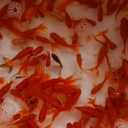 Bahu brothers fish breeding, reproduction and sale of all kinds of fish in Ghaem Shahr