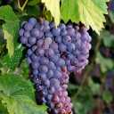 Sohail nursery, production of grape seedlings in Kashmir