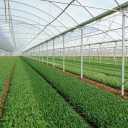 Khazai greenhouse, construction and equipment of greenhouse in Hamadan