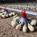 Sardar Golestan Company, design and construction of poultry house and greenhouse in Kavos Dome