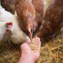 Seyed Animal and Poultry Feed Store, Don Pars Feed Agent of Barna Company in Tehran