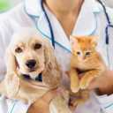 Hirkana Veterinary Clinic, treatment of internal diseases and animal surgery in Surrey