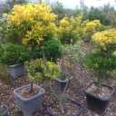 Ashkorat Greenhouse, production and sale of pine and boxwood ornamental plants in Rasht