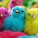 Distribution of Shirian chickens, wholesale sale of colored chickens and healthy one-day-old chickens in Isfahan