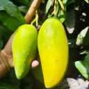 Mashaikhi Nursery and Greenhouse, supply of mango seedlings of tropical and tropical trees in Kerman