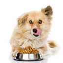 Ahvaz nature supporters, maintenance and care of dogs in Khuzestan