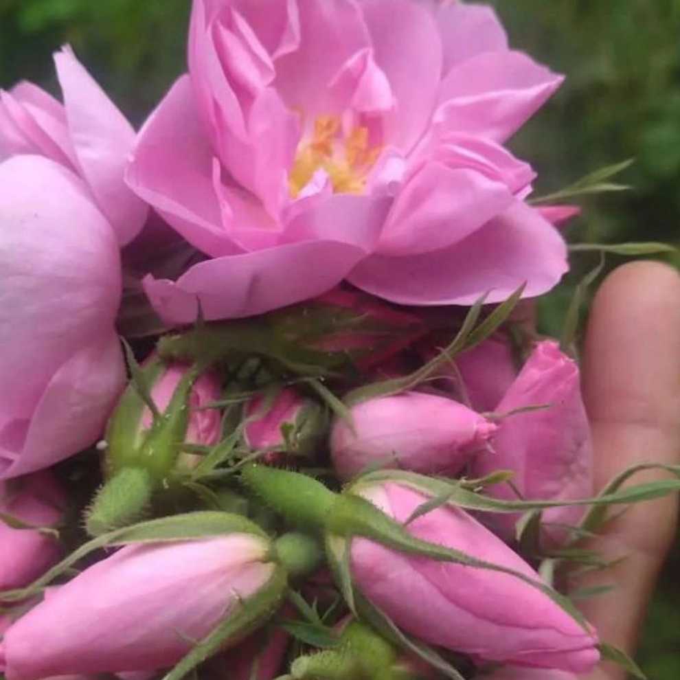 Mohammadi flower bud