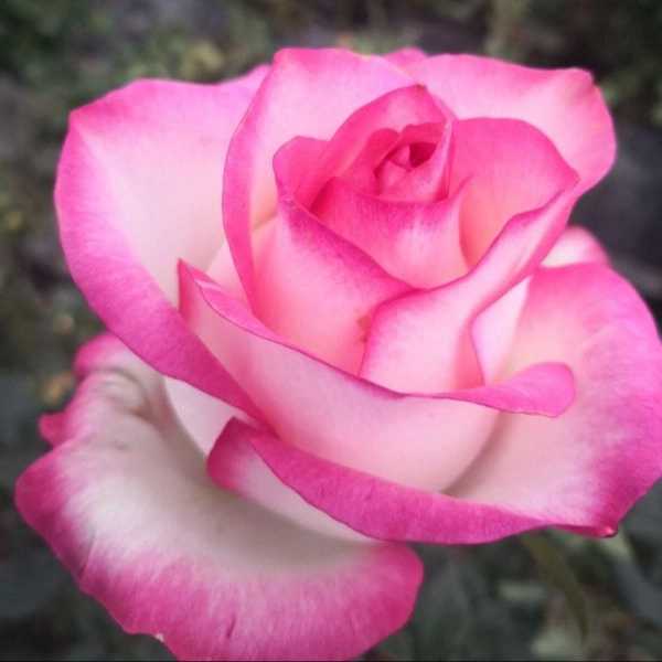 1706440731734.webp