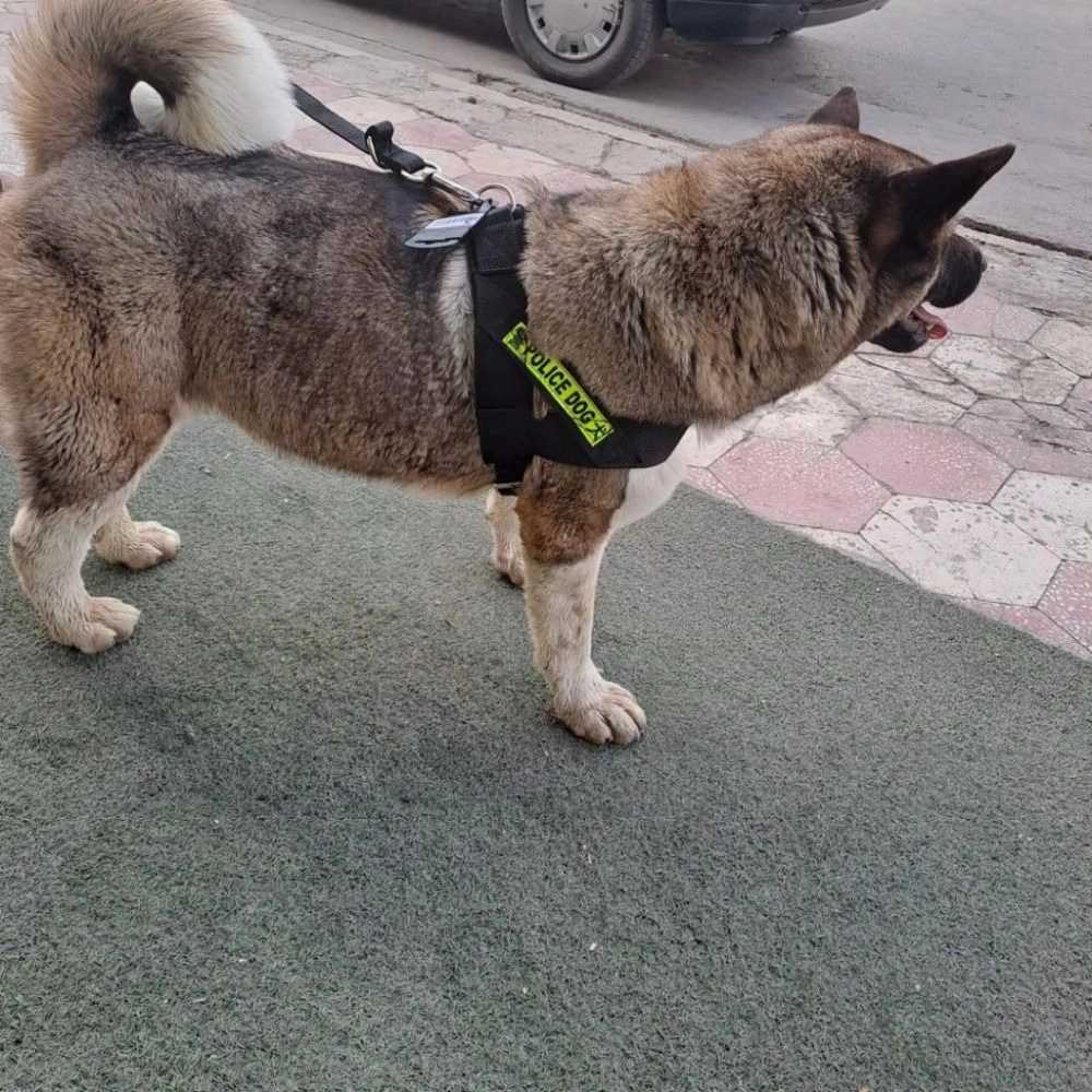 1731304009267.webp