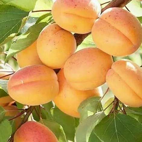میوه