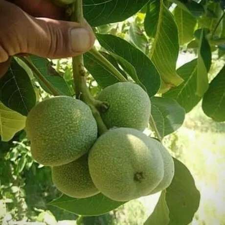گردو ژنوتیپ