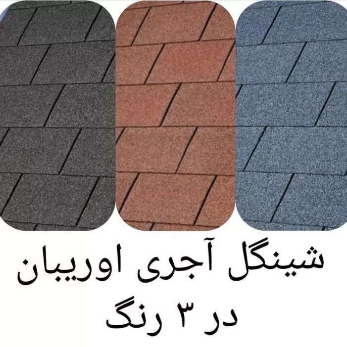 شینگل