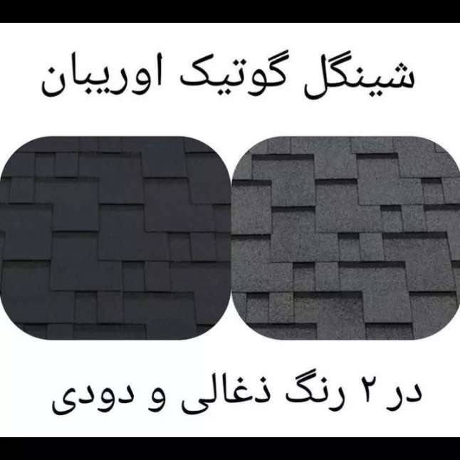 شینگل