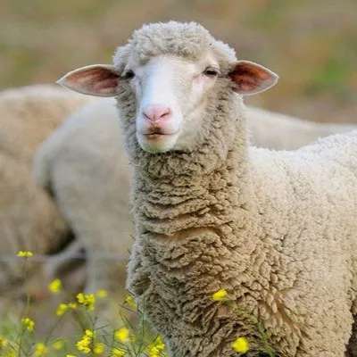 دامداری افشاری