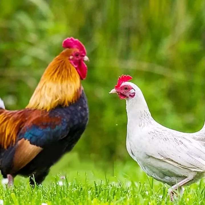 دامداری افشاری