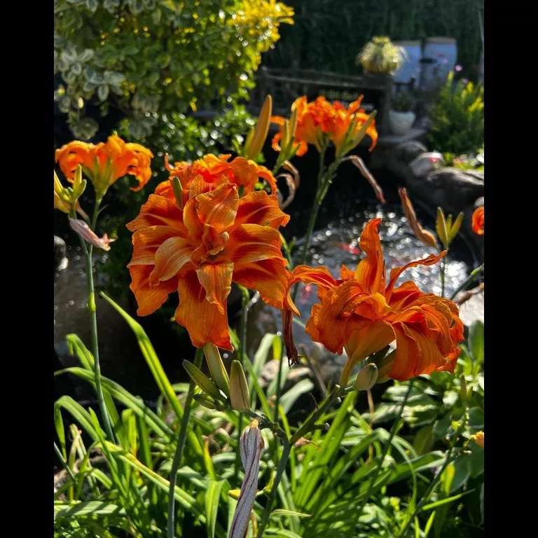 محصولات مجموعه ی گیل گل