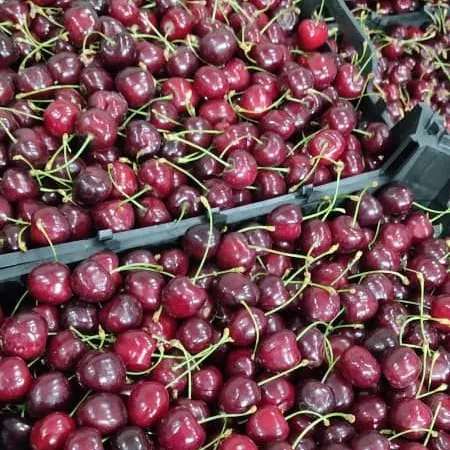 میوه های دستچین و با کیفیت