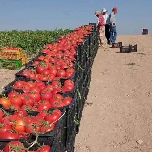 انواع صیفی جات