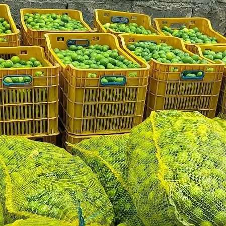 انواع صیفی جات