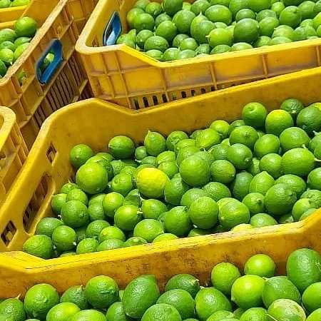 انواع صیفی جات