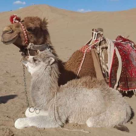 مجتمع تفریحی گردشگری ارغوان کویر