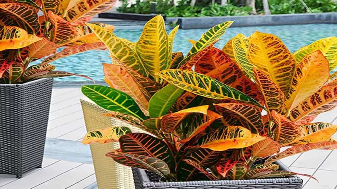 Fadak flowers and plants in the neighborhoods