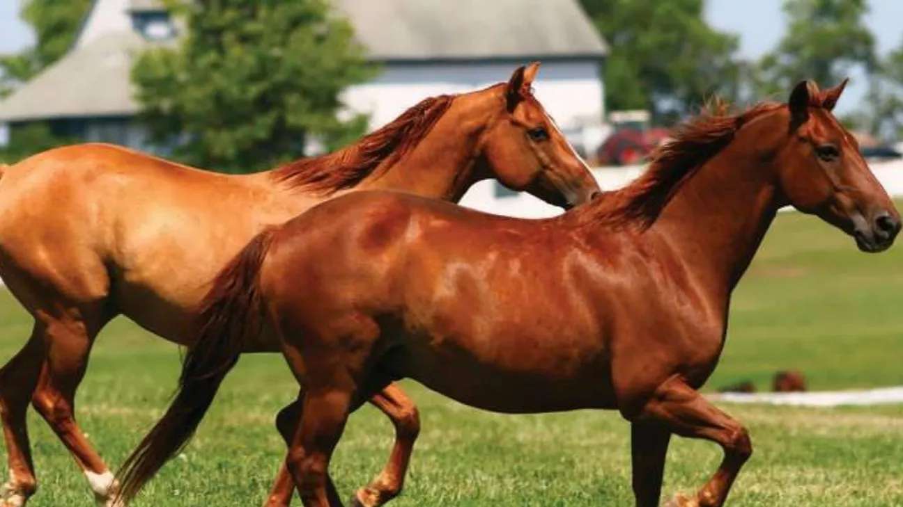 مجموعة تربية الخيول