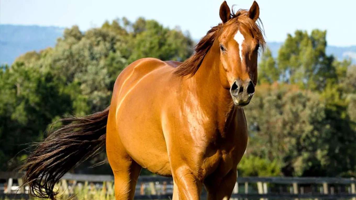 مجموعة تربية الخيول