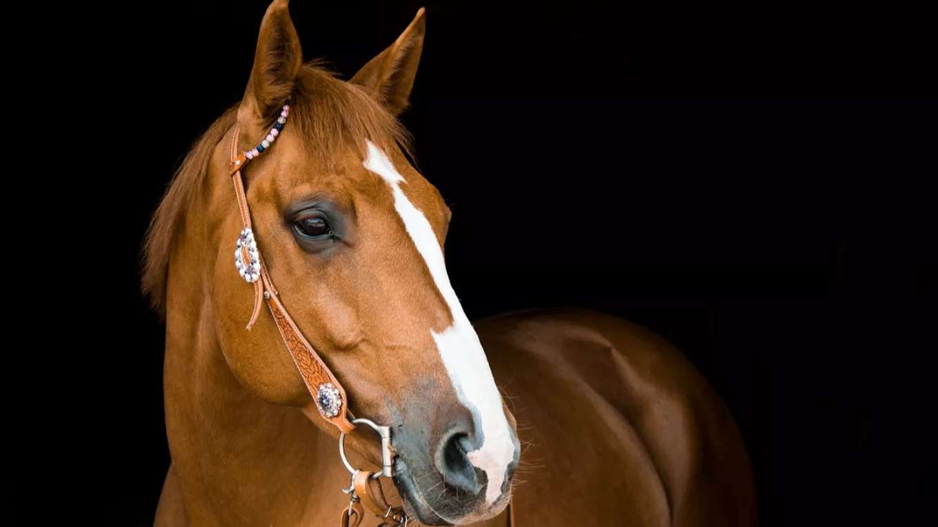 مجموعة تربية الخيول