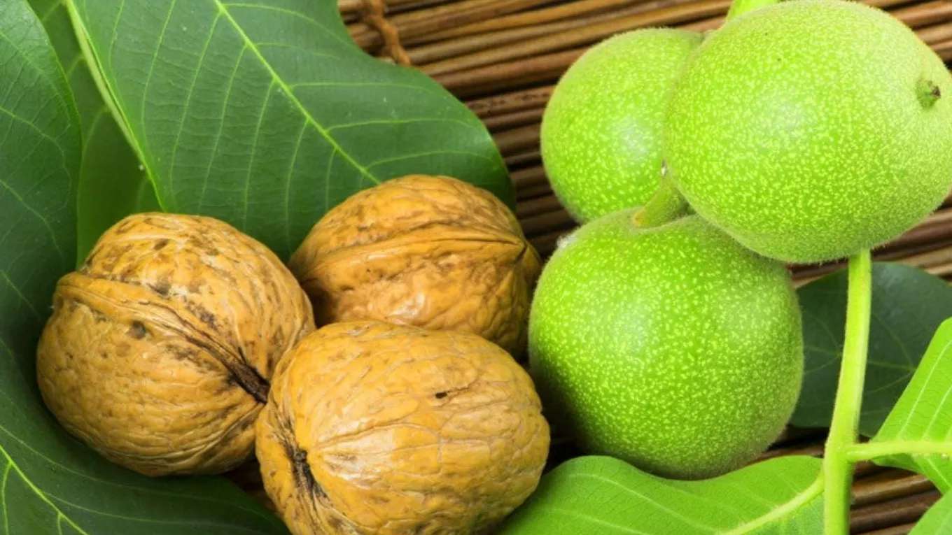 New Iran Walnut Nursery