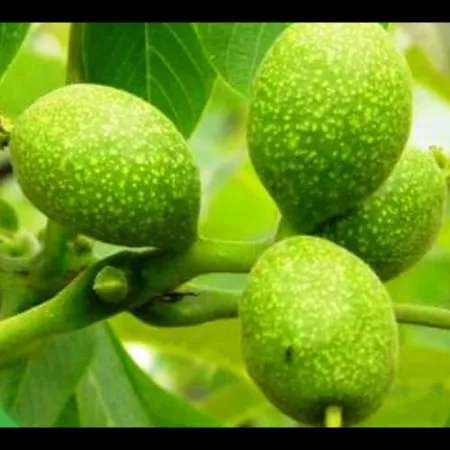 نهال گردو