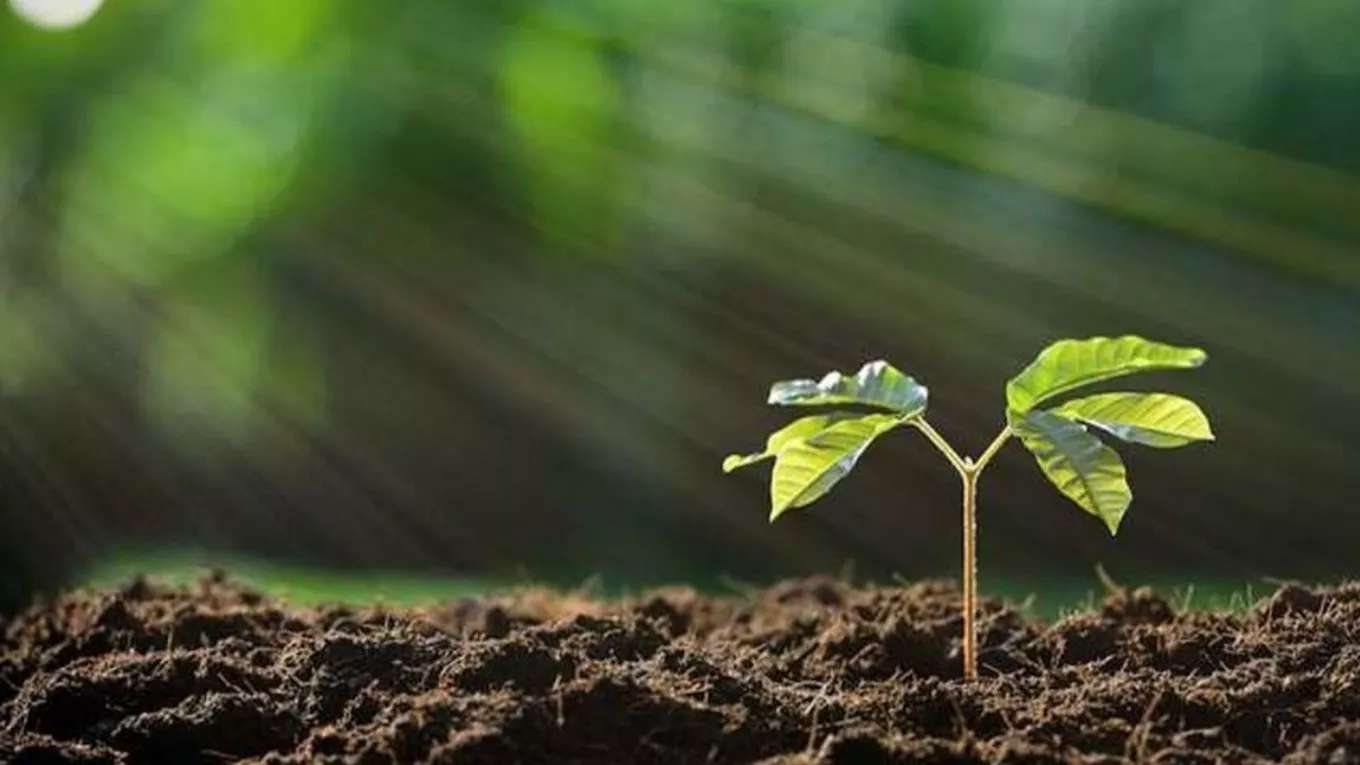 حضانة المستخلص الطازج