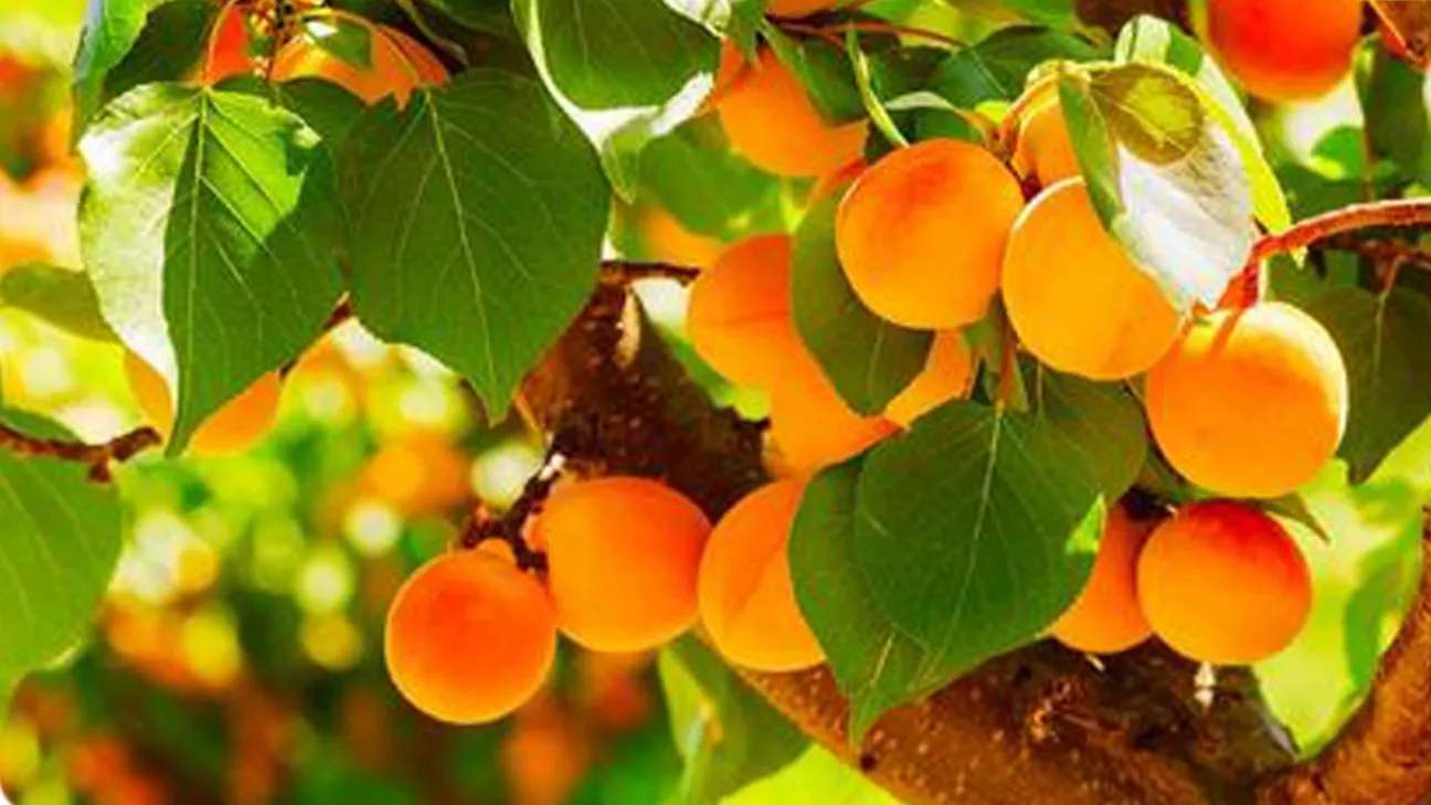 حضانة المستخلص الطازج