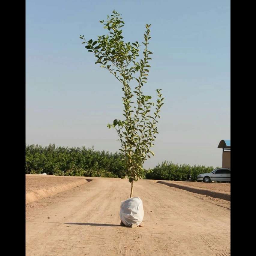 نهال های زمینی