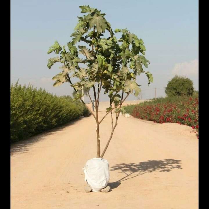 نهال های زمینی