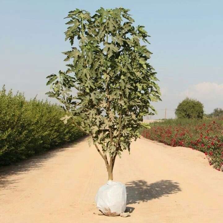 نهال های زمینی