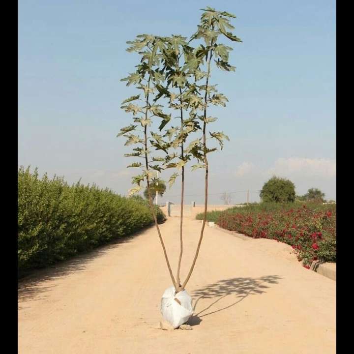 نهال های زمینی