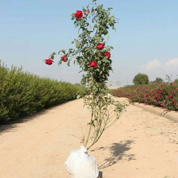 نهال های زمینی