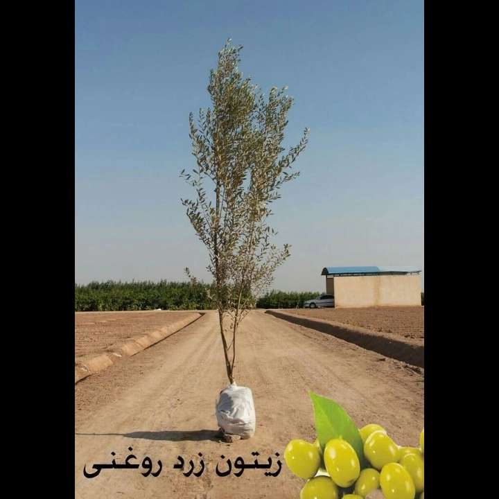 نهال های زمینی