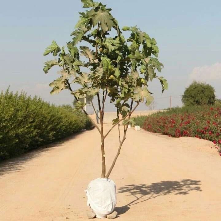 نهال های زمینی
