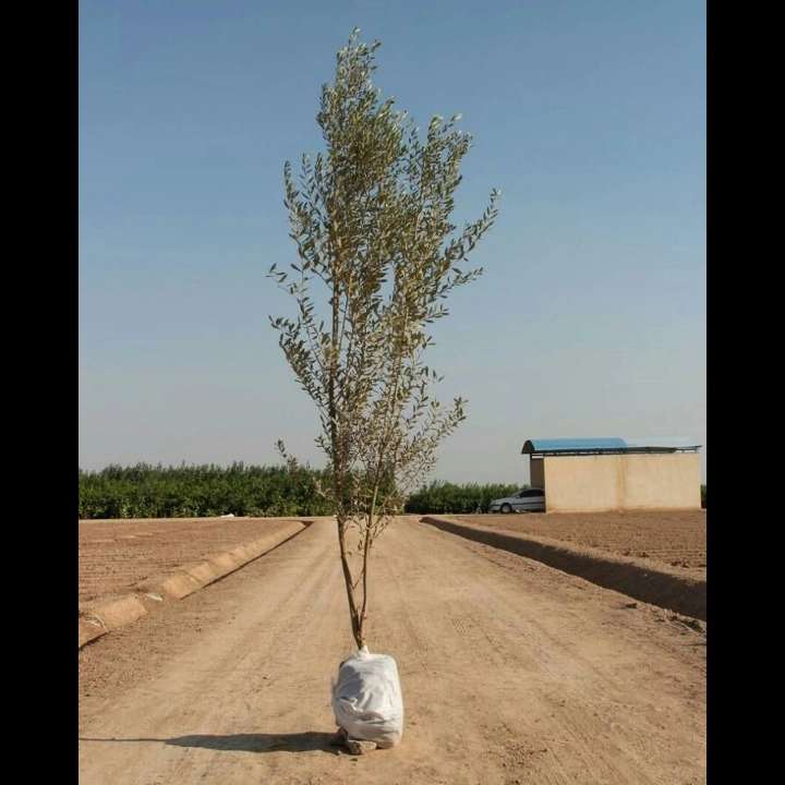 نهال های زمینی